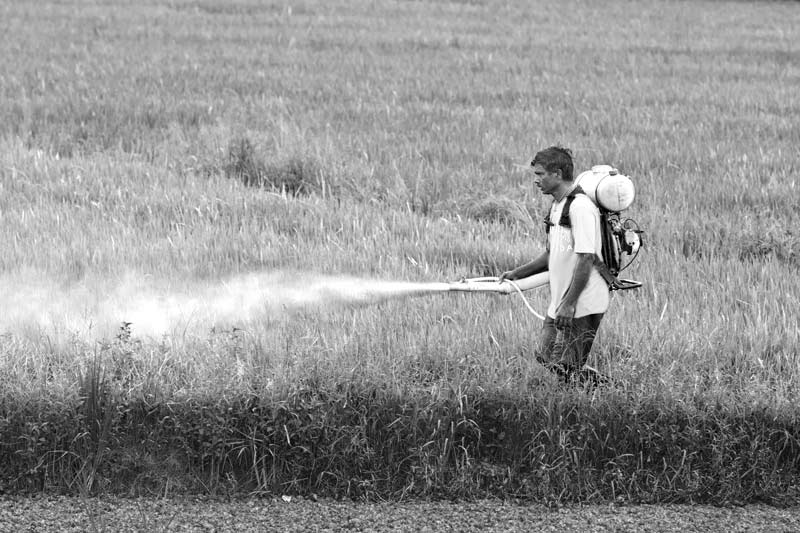 Pesticide being sprayed in paddy fields near Vembanad Lake in Alappuzha district, Kerala